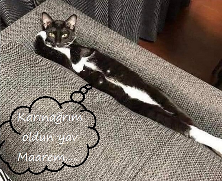 Karikatur026270